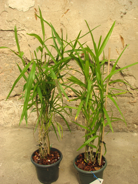 Dendrobium hancockii.jpg