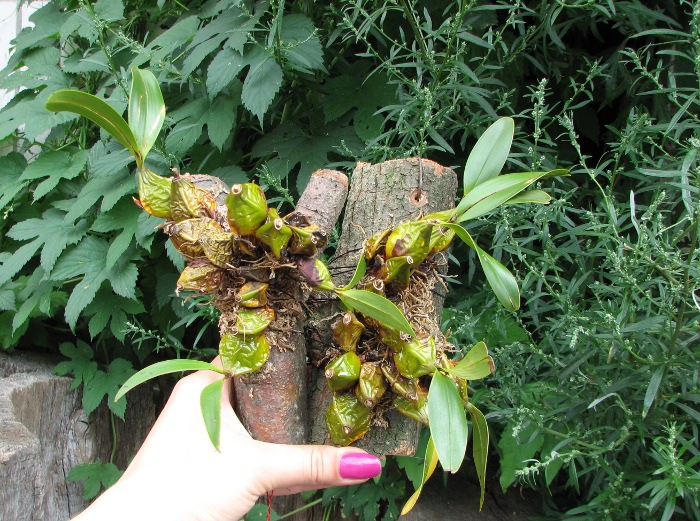 Epigeneium acuminatum.JPG