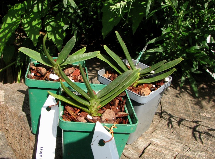 Angraecum didieri.JPG