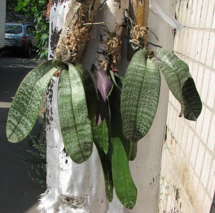 Phalaenopsis schilleriana.JPG