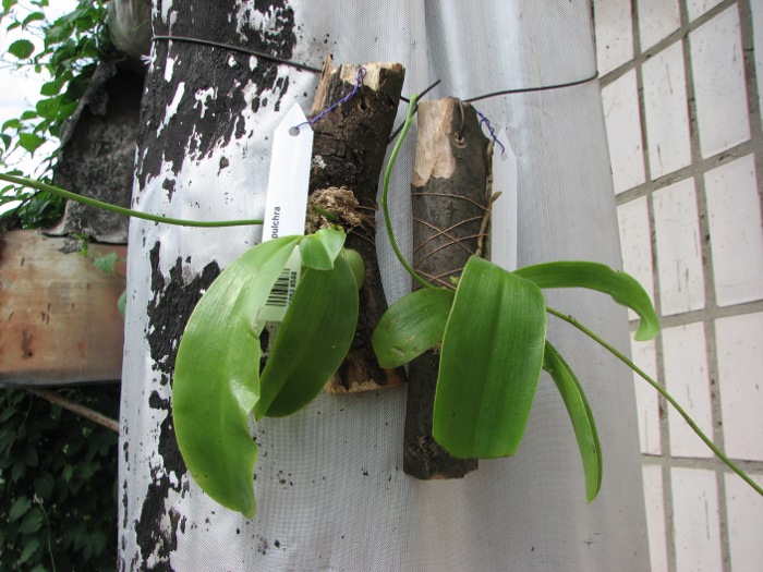 Phalaenopsis pulchra.JPG
