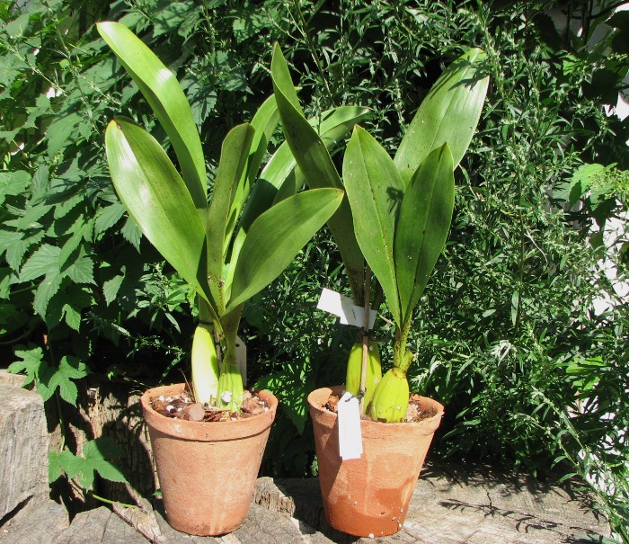 Grammatophyllum stapeliiflorum.JPG