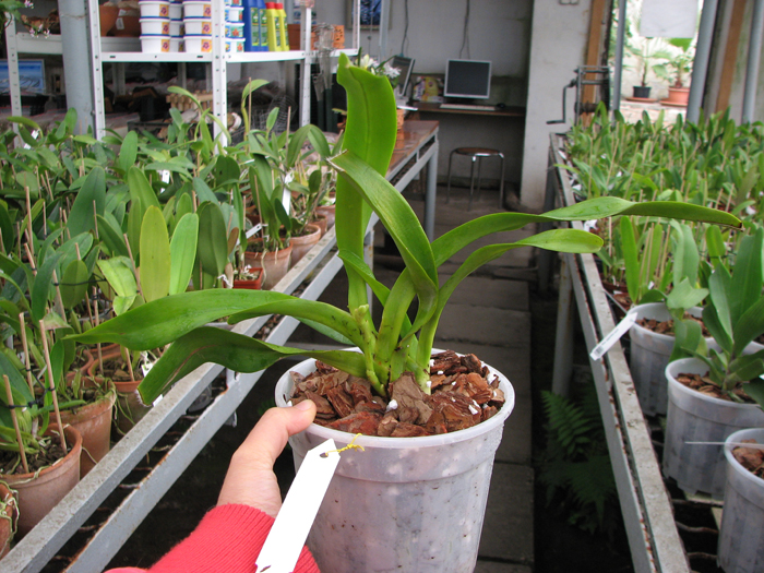 Aerides quinquevulnera var purpurata.jpg