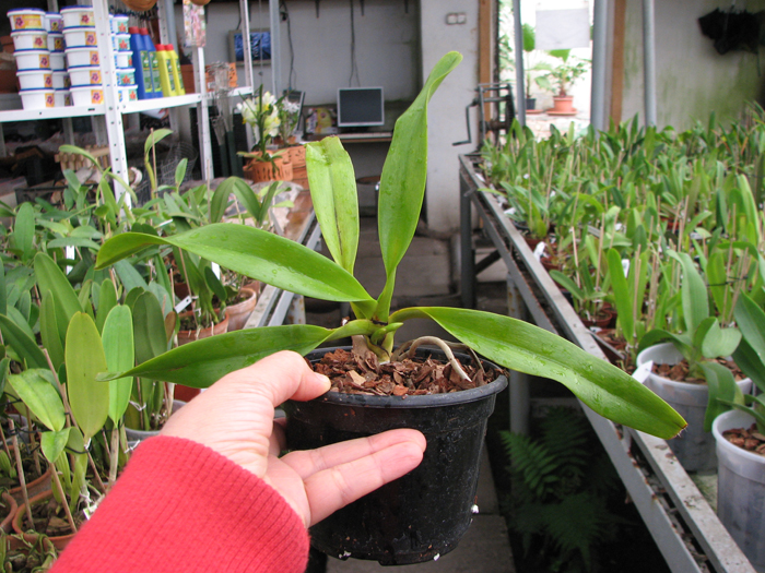 Aerides quinquevulnera var calayana.jpg