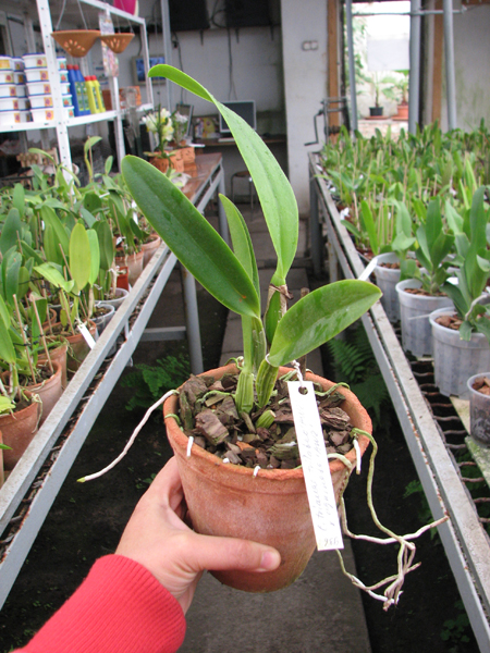 Cattleya trianae trilabelo 'AWZ' x Cattleya trianae aquinada 'AWZ'.jpg