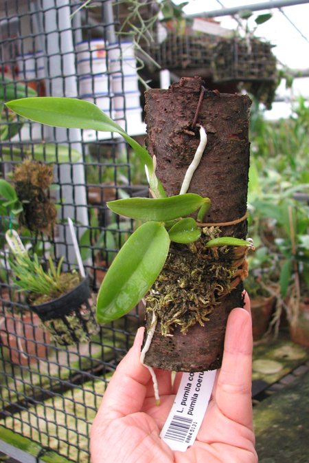 Laelia pumila coerulea '#2' x Laelia pumila coerulea 'Da Rosinha'.jpg
