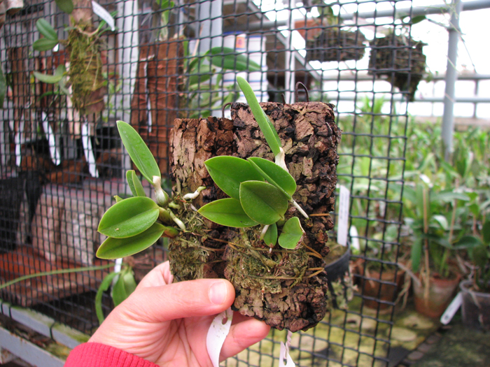 Laelia sincorana coerulea(сlara) x Laelia sincorana coerulea escura 'AWZ'.jpg