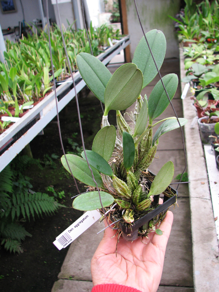 Dendrobium aggregatum.jpg