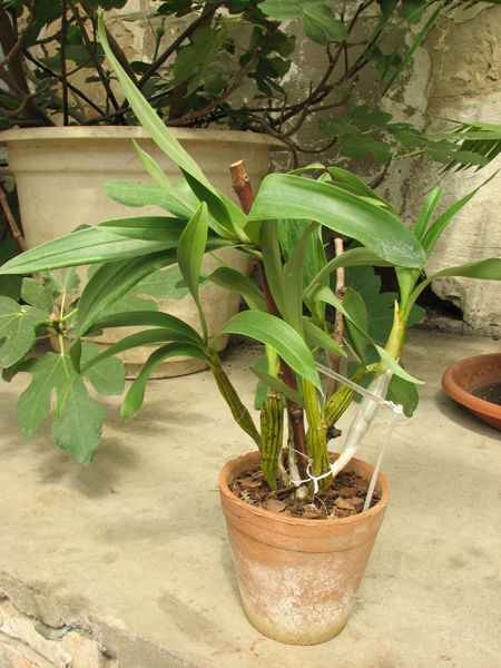 Dendrobium chrysotoxum.jpg
