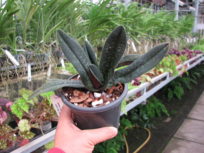 Paphiopedilum Magic Lantern (micranthum x delenatii).jpg