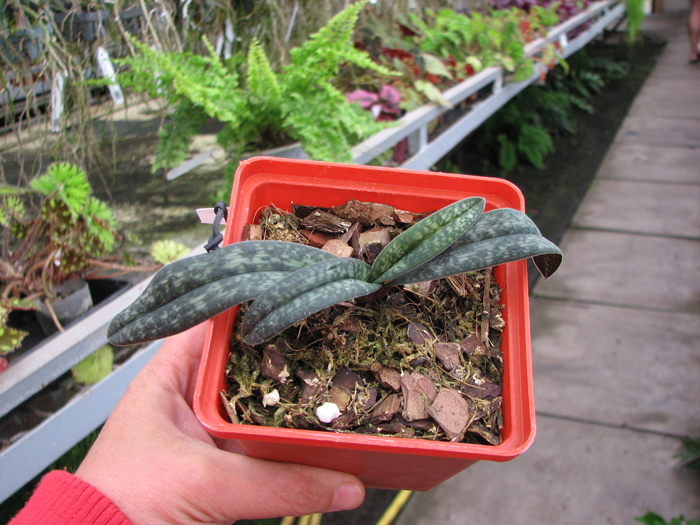 Paphiopedilum armeniacum.jpg