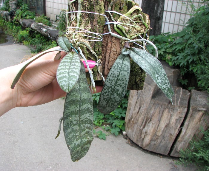 Phalaenopsis philippinensis.JPG
