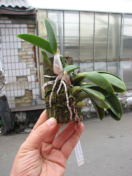 Laelia sincorana XXXX x Laelia sincorana coerulea.jpg