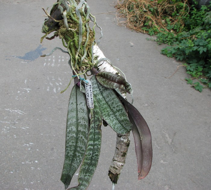 Phalaenopsis philippinensis.JPG