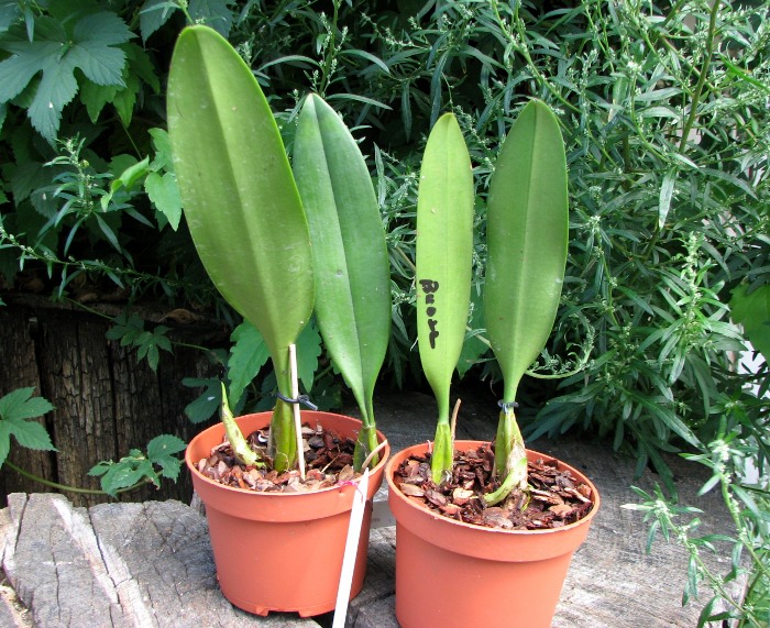 Bulbophyllum medusae.JPG