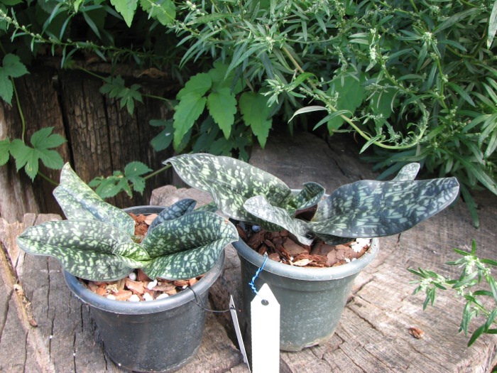 Paphiopedilum Ho Chi Minh (delenatii x vietnamense).JPG