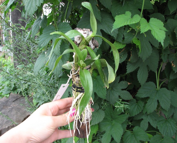 Dendrobium Lucky x Lovely Virgin 'Angel'.JPG