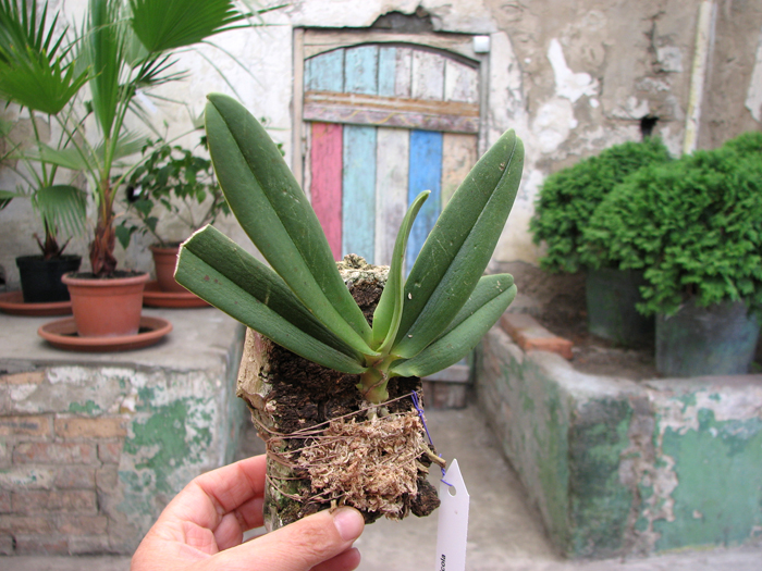 Amesiella monticola.jpg