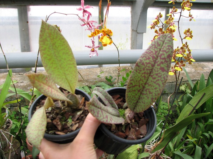 Psychopsis Butterfly (sanderae x papilio).JPG
