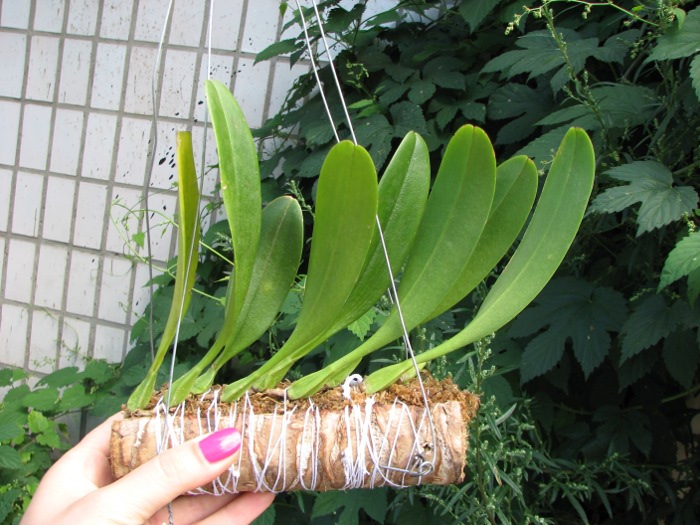 Bulbophyllum antenniferum.JPG