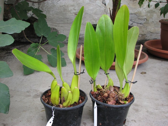 Bulbophyllum lobbii.JPG