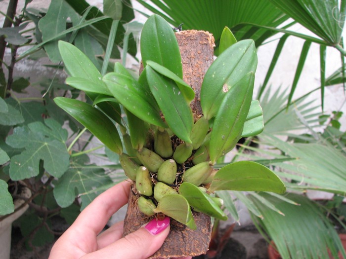 Bulbophyllum fenixii.JPG