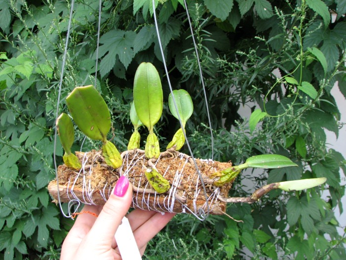 Bulbophyllum maxillare.JPG