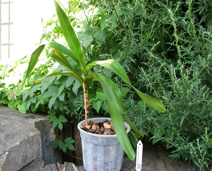 Aerides lawrenciae var. punctata.JPG