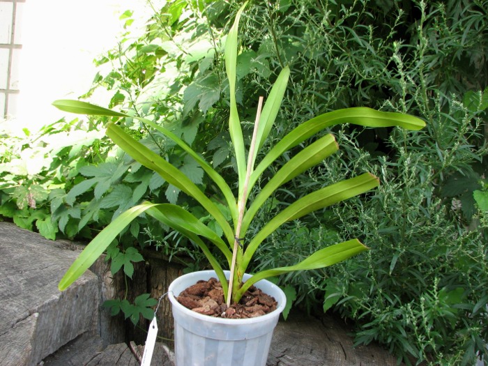 Aerides lawrenciae.JPG