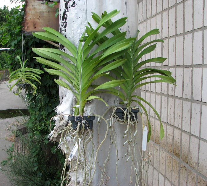 Vanda Sansai Blue.JPG