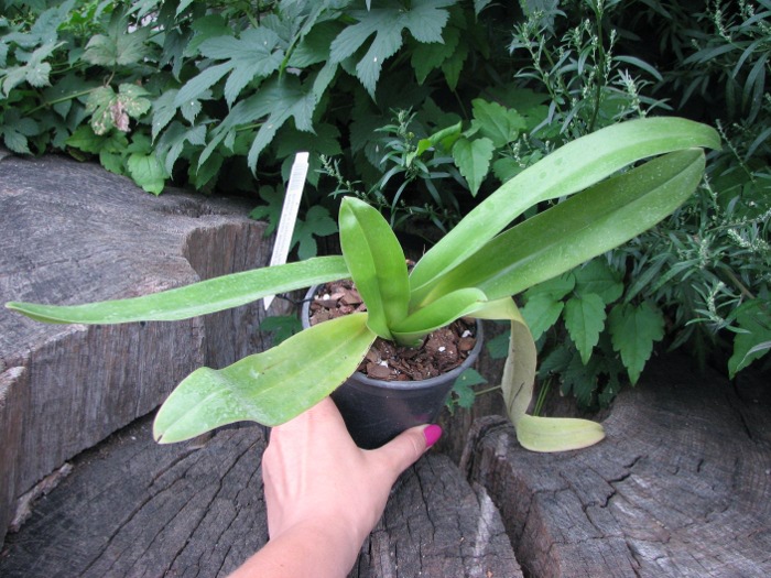 Paphiopedilum Enzan Blamley (Mikasa Branch x Olympian Paradise).JPG