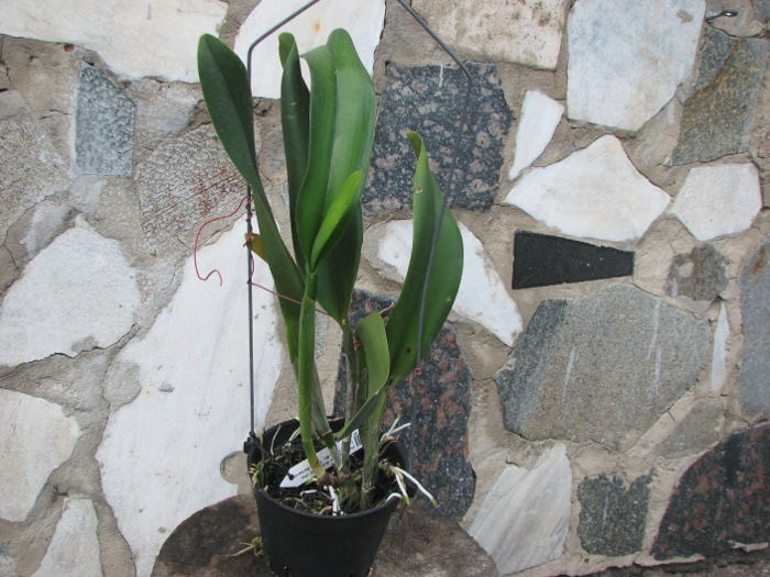 Potinara Haw Yuan Gold 'YC#2' (Pot. Lemon Tree x Blc. Tassie Barbero).JPG