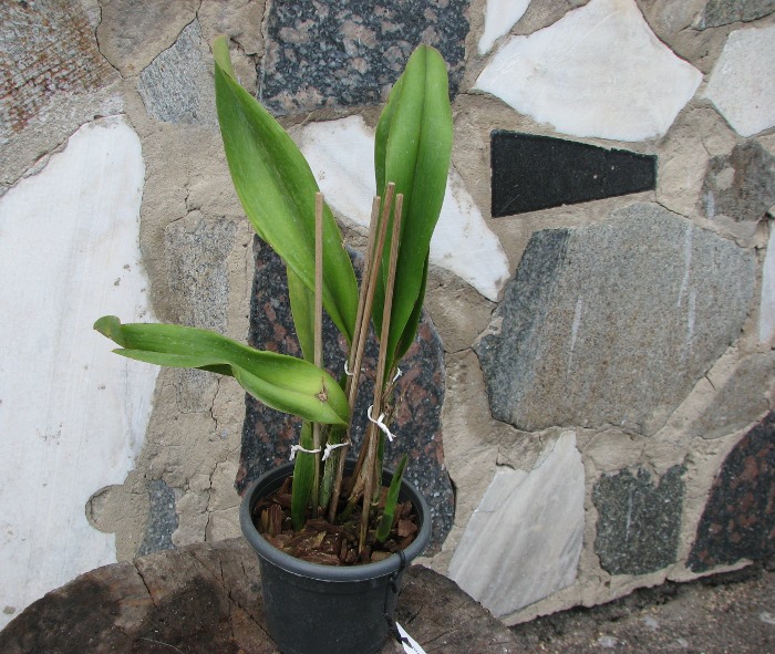Potinara Haw Yuan Gold 'YC#2' (Pot. Lemon Tree x Blc. Tassie Barbero).JPG