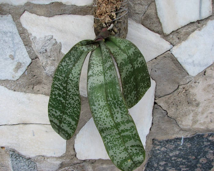 Phalaenopsis schilleriana.JPG