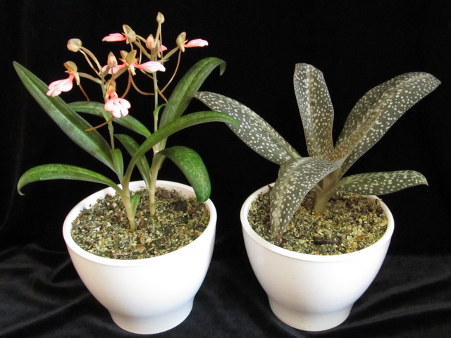 Habenaria rhodocheila 'Pink' и Habenaria carnea