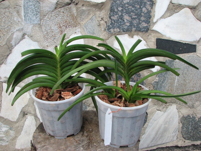 Ascocentrum aurantiacum.JPG