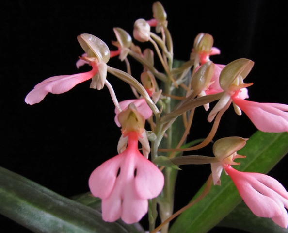 Habenaria rhodocheila 'Pink'