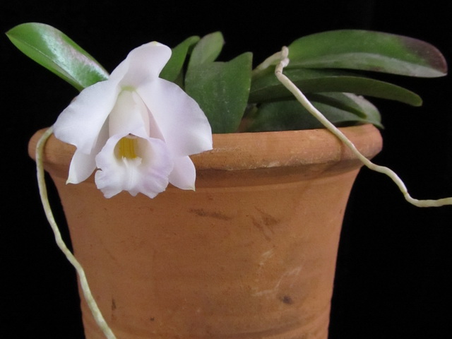 L. alaori alba 'Snow Flakes' x L. alaori alba 'SC'