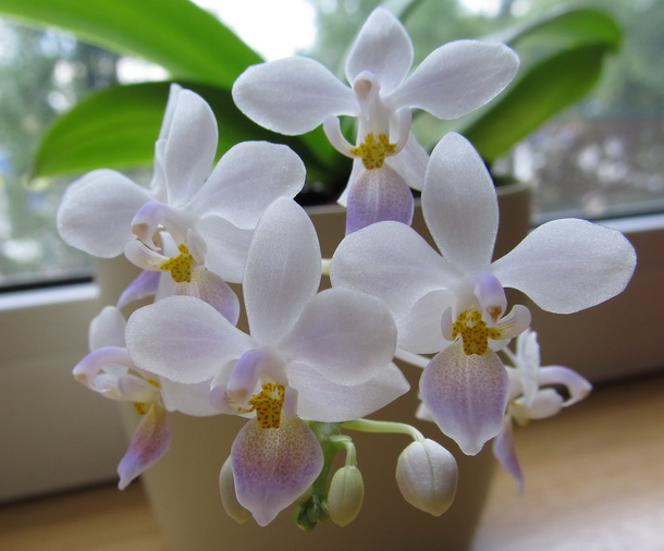 Phalaenopsis equestris 'Wanchiao Blue'