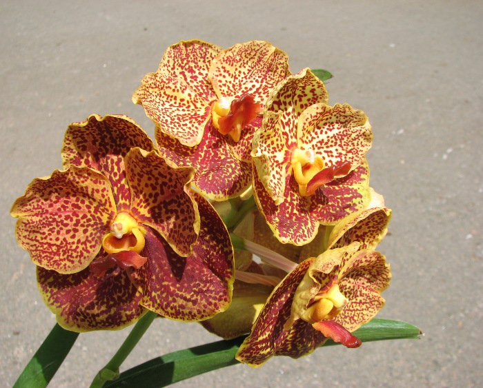 Ascocenda Oriental Lunar Beach x Vanda Chaiya.JPG