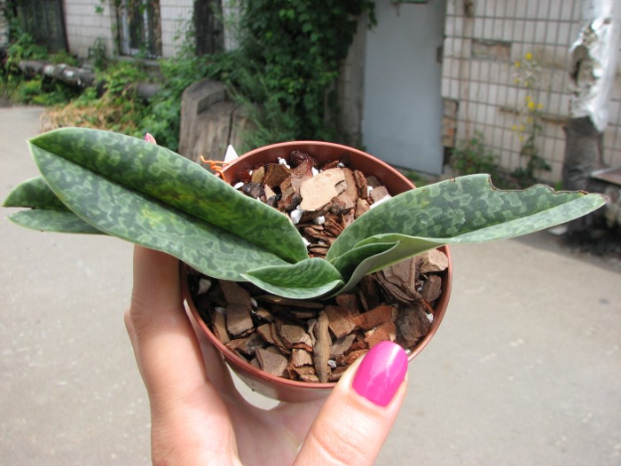 Paphiopedilum venustum alba.JPG