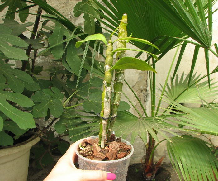 Dendrobium Midas 'Princess'.JPG