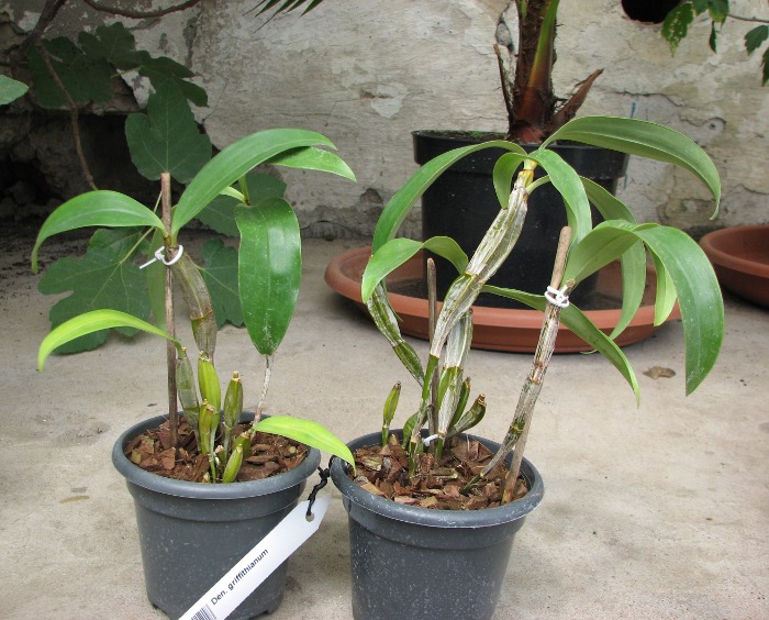 Dendrobium griffithianum.JPG