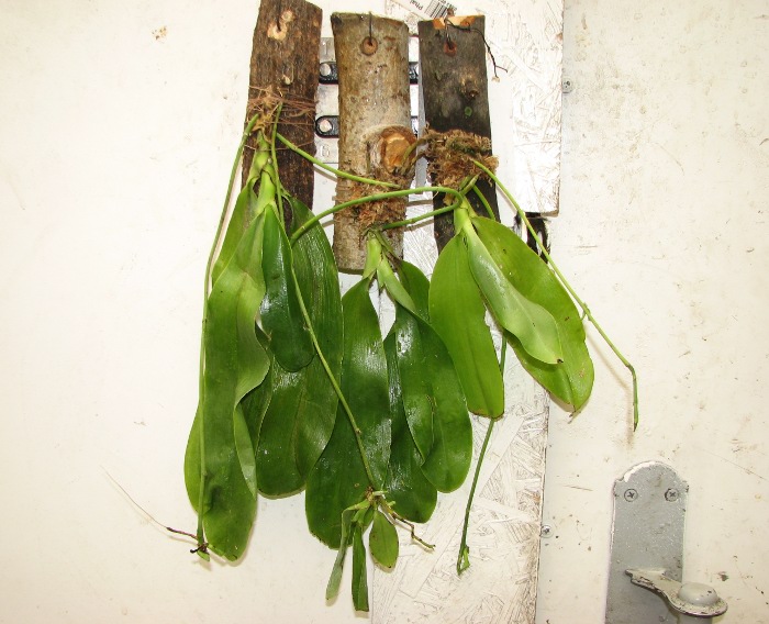 Phalaenopsis pulchra.JPG