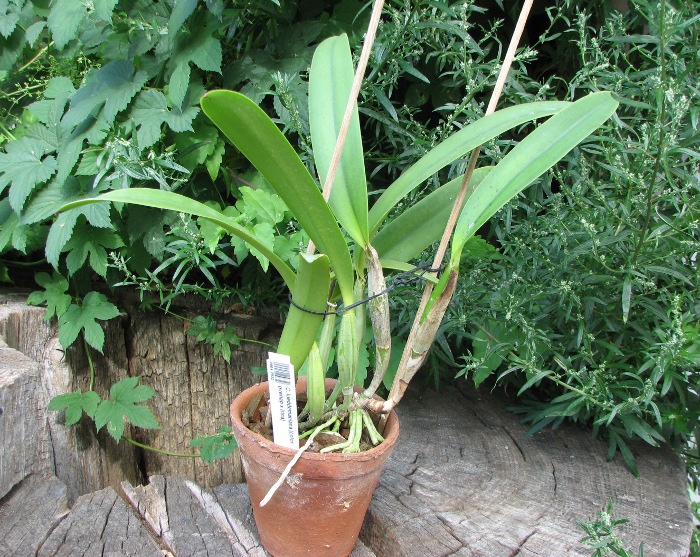 Cattleya lueddemaniana (color overlap x Irina).JPG