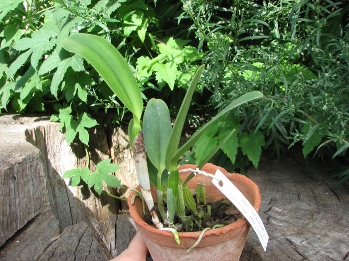 Cattleya warneri alba 'Alvinha' x Laelia praestans alba.JPG