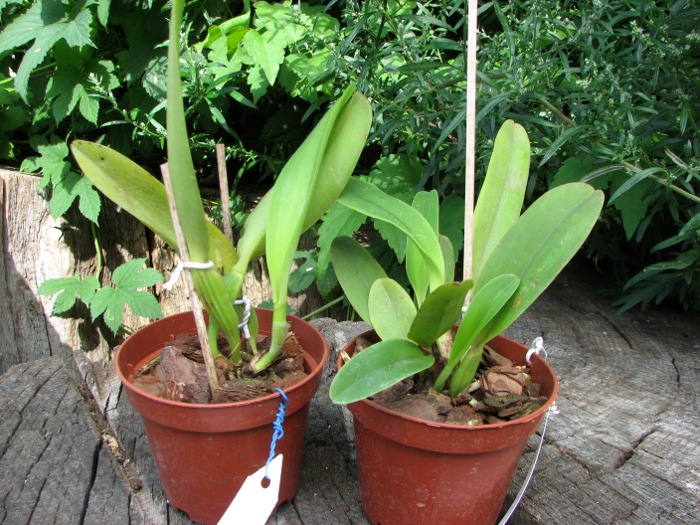 Cattleya dowiana rosea x self.JPG