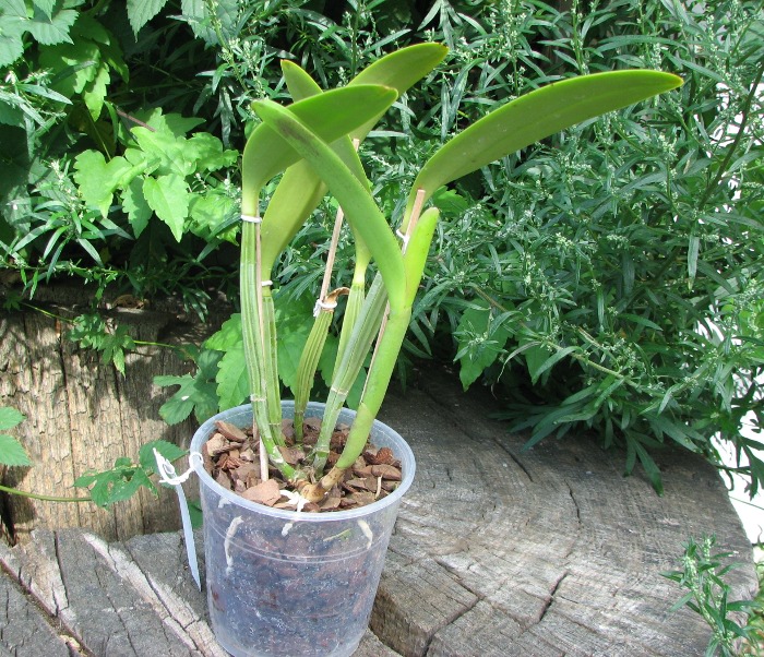 Cattleya lueddemanniana tipo 'Royal Flash' x Cattleya lueddemanniana tipo 'Drago'.JPG