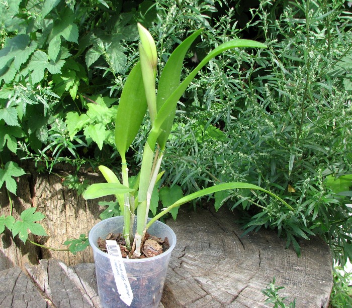 Brassocattleya Angel Lace (Cattleya Little Angel x Brassavola digbyana).JPG