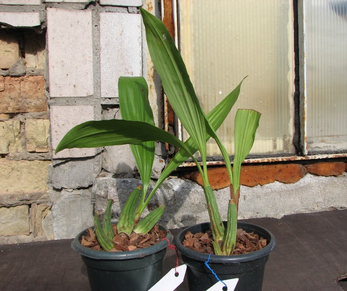 Coelogyne sparsa.JPG